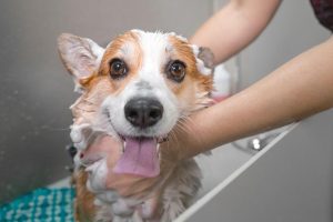 Grooming Your Dog