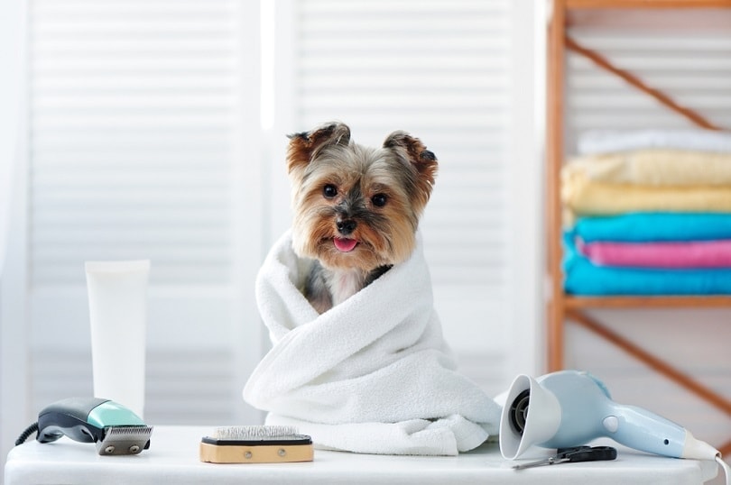 Pet Groomers