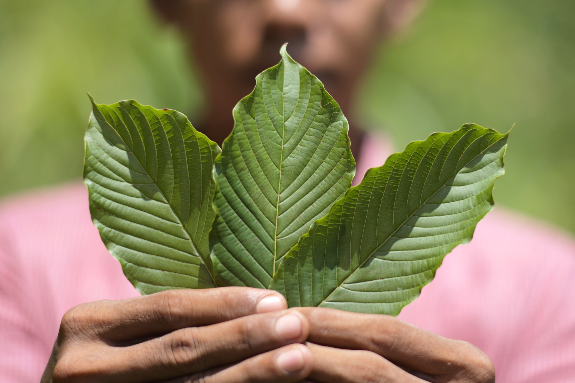 kratom strains